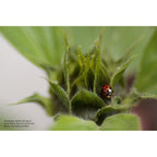 Lensbaby Convertitori macro