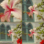 Hoya 62mm Set per primi piani (+1,+2,+4) II HMC