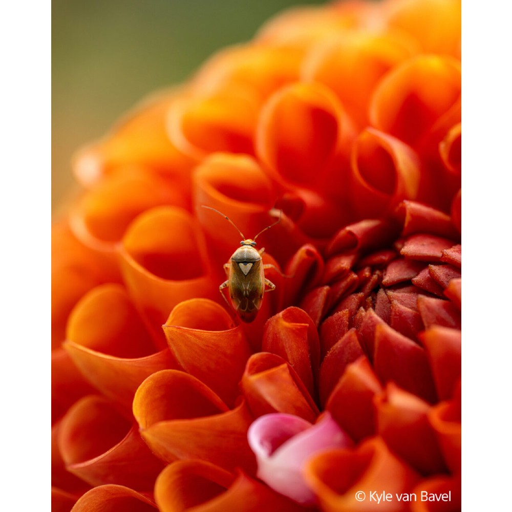 Sony FE 100mm f/2,8 Macro GM OSS