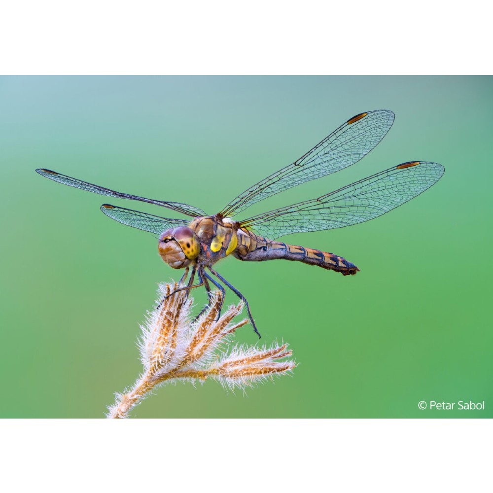 Sony FE 100mm f/2,8 Macro GM OSS