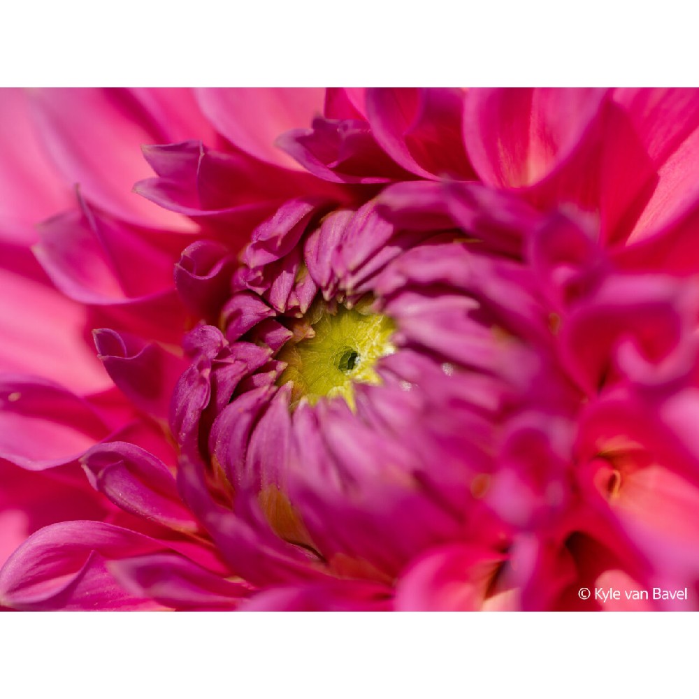 Sony FE 100mm f/2,8 Macro GM OSS