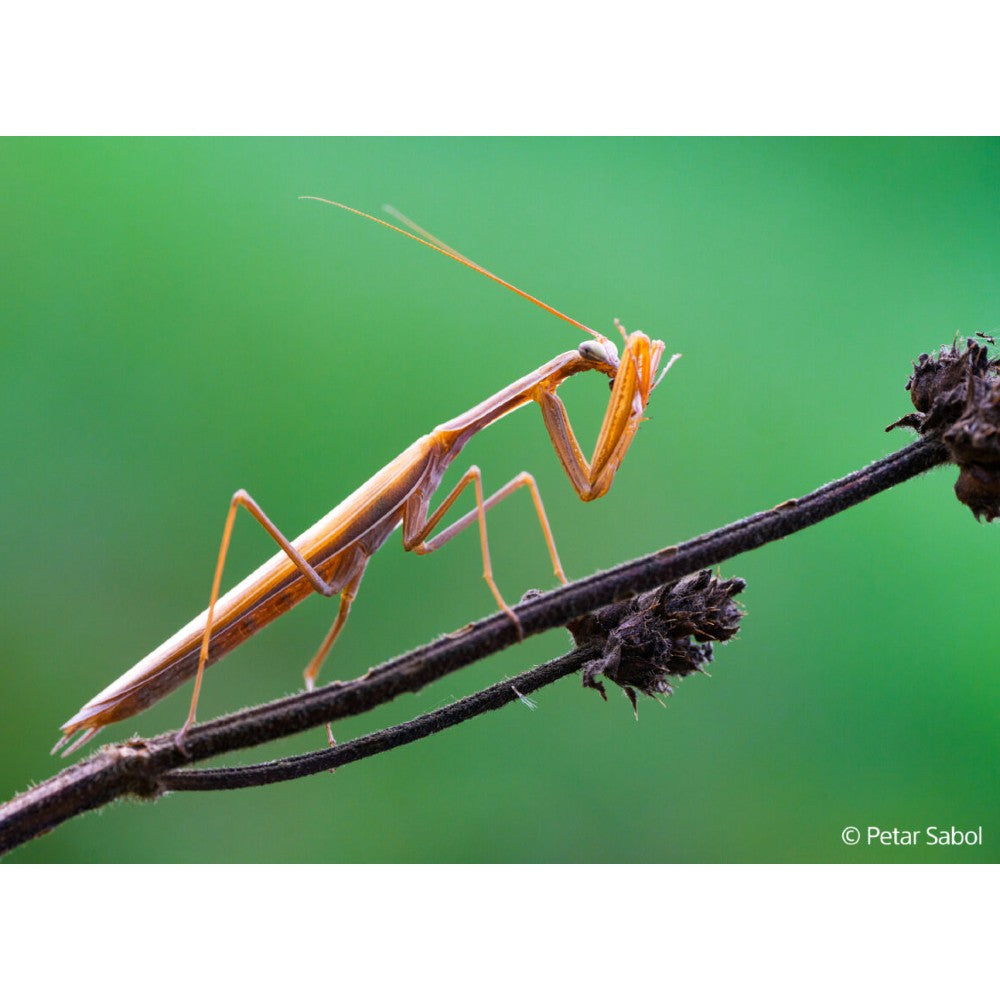 Sony FE 100mm f/2,8 Macro GM OSS