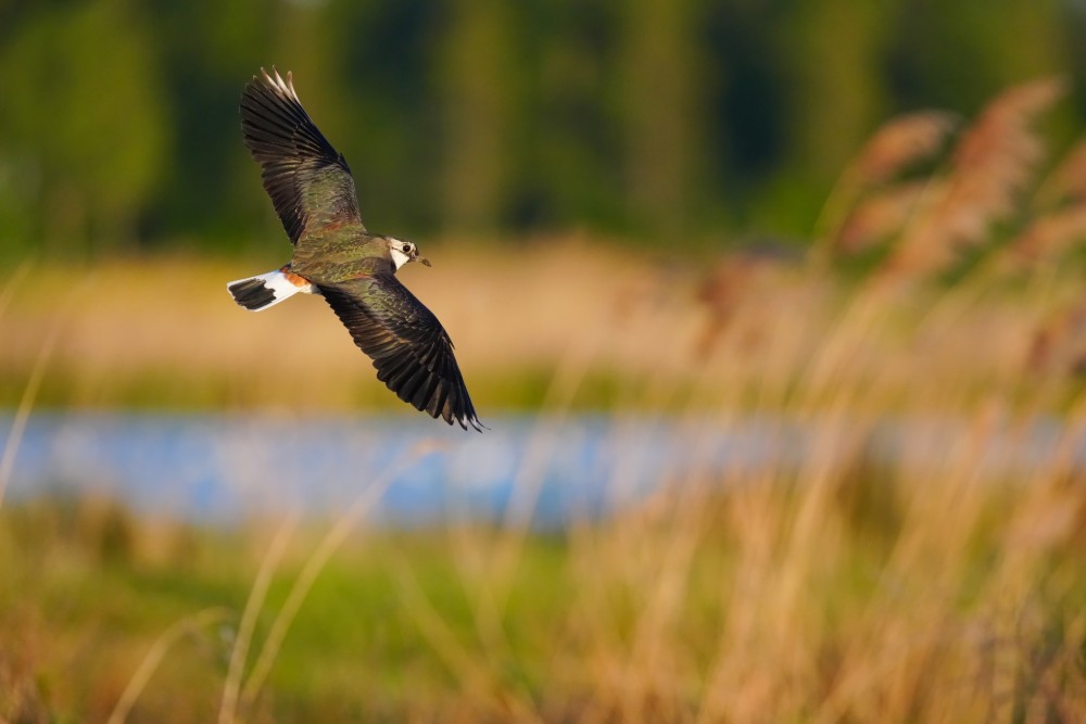 Sony FE 100-400mm f/4.5 GM OSS