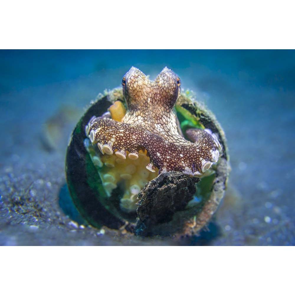 Sealife Obiettivo macro +6 (67mm) per tutti i modelli Sportdiver