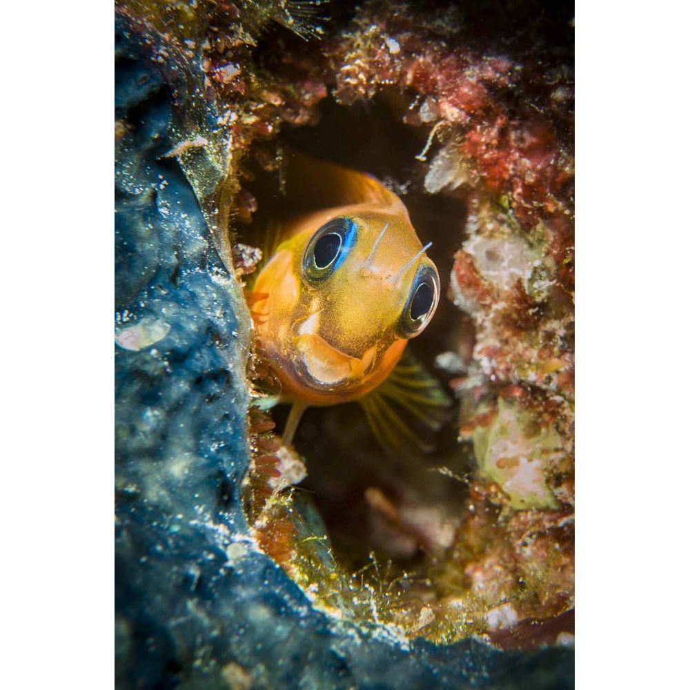 Sealife Obiettivo macro +6 (67mm) per tutti i modelli Sportdiver